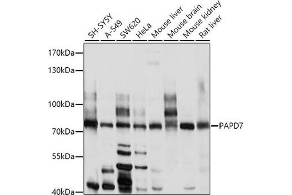 PAP Associated Domain Containing 7 (PAPD7) (AA 303-542) antibody