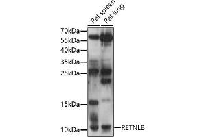Western blot analysis of extracts of various cell lines, using RETNLB antibody (ABIN7269918) at 1:1000 dilution. (RETNLB antibody  (AA 1-111))