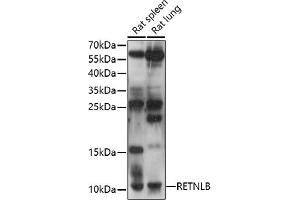 Western blot analysis of extracts of various cell lines, using RETNLB antibody (ABIN7269918) at 1:1000 dilution.