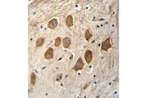 Immunohistochemistry analysis in formalin fixed and paraffin embedded human brain tissue reacted with HCFC1R1 / HPIP Antibody (N-term) followed by peroxidase conjugation of the secondary antibody and DAB staining. (HCFC1R1 antibody  (N-Term))