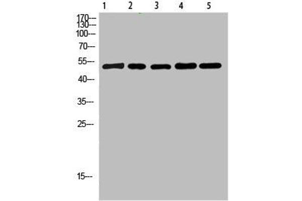 Cytochrome b antibody  (AA 331-380)