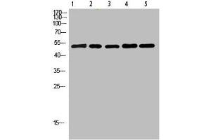 Western Blot analysis of 1,mouse-lung 2,mouse-brain 3,mouse-spleen 4,mouse-kidney 5,mouse-heart cells using primary antibody diluted at 1:500(4 °C overnight). (Cytochrome b antibody  (AA 331-380))