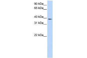 NCF4 antibody used at 1 ug/ml to detect target protein. (NCF4 antibody  (Middle Region))