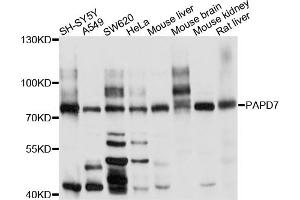 Western blot analysis of extracts of various cell lines, using PAPD7 antibody. (PAP Associated Domain Containing 7 (PAPD7) antibody)