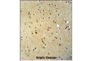 ZN antibody (N-term) (ABIN654806 and ABIN2844480) immunohistochemistry analysis in formalin fixed and paraffin embedded human brain tissue followed by peroxidase conjugation of the secondary antibody and DAB staining. (ZNF536 antibody  (N-Term))