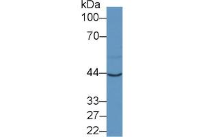 Detection of AST in Porcine Heart lysate using Monoclonal Antibody to Aspartate Aminotransferase (AST)