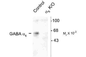 GABRA6 antibody  (Cytoplasmic Loop)