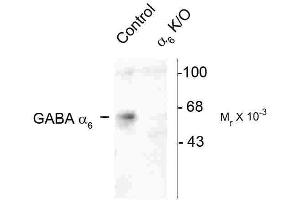 GABRA6 Antikörper  (Cytoplasmic Loop)