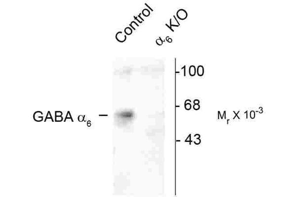 GABRA6 antibody  (Cytoplasmic Loop)