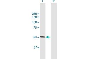 Western Blot analysis of UGP2 expression in transfected 293T cell line by UGP2 MaxPab polyclonal antibody. (UGP2 antibody  (AA 1-508))