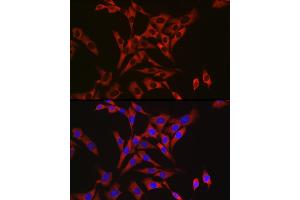Immunofluorescence analysis of NIH/3T3 cells using RPL26L1 antibody (ABIN7270000) at dilution of 1:50. (RPL26L1 antibody)