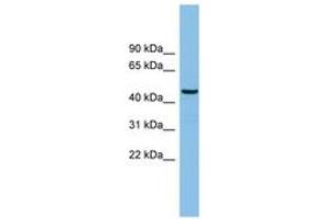 Image no. 1 for anti-HCLS1 Binding Protein 3 (HS1BP3) (AA 71-120) antibody (ABIN6745187)