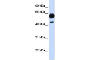 Western Blotting (WB) image for anti-Cell Division Cycle 25 Homolog A (S. Pombe) (CDC25A) (Middle Region) antibody (ABIN926907)