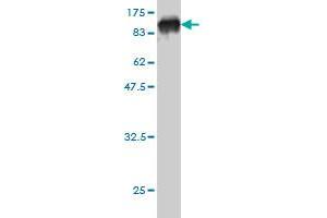 Western Blot detection against Immunogen (94. (PDIA4 antibody  (AA 21-645))
