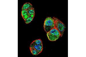 Confocal immunofluorescent analysis of C9JLR9 Antibody (C-term) (ABIN655296 and ABIN2844883) with HepG2 cell followed by Alexa Fluor 488-conjugated goat anti-rabbit lgG (green). (C11orf95 antibody  (C-Term))