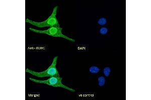(ABIN625825) Immunofluorescence analysis of paraformaldehyde fixed U2OS cells, permeabilized with 0. (RORC antibody  (AA 200-212))