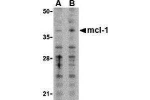 Western Blotting (WB) image for anti-Induced Myeloid Leukemia Cell Differentiation Protein Mcl-1 (MCL1) (N-Term) antibody (ABIN1031455) (MCL-1 antibody  (N-Term))
