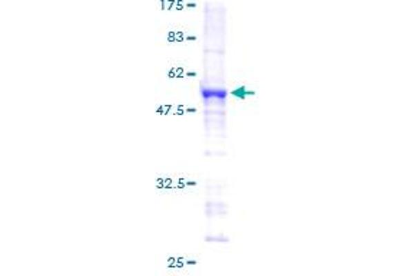SNRPB2 Protein (AA 1-225) (GST tag)