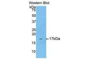 Western Blotting (WB) image for anti-Annexin A3 (ANXA3) (AA 19-154) antibody (ABIN1176350) (Annexin A3 antibody  (AA 19-154))