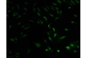 Immunofluorescence staining of Hela cells with ABIN7142045 at 1:100, counter-stained with DAPI. (Phospholipase C beta 2 antibody  (AA 1031-1185))