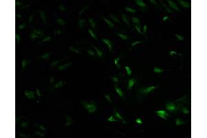 Immunofluorescence staining of Hela cells with ABIN7142045 at 1:100, counter-stained with DAPI. (Phospholipase C beta 2 antibody  (AA 1031-1185))