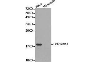 Western blot analysis of extracts of HeLa cell line and H3 protein expressed in E. (Histone 3 antibody  (H3R17me))