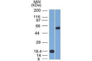Western Blot Analysis (A) Recombinant Protein (B) Daudi cell lysate Oct-2 Mouse Monoclonal Antibody (OCT2/2137).