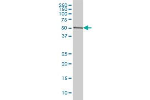 CDK8 antibody  (AA 375-464)