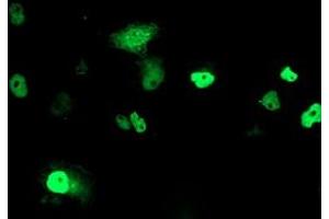 Anti-PHF21B mouse monoclonal antibody (ABIN2454802) immunofluorescent staining of COS7 cells transiently transfected by pCMV6-ENTRY PHF21B (RC204284). (PHF21B antibody)