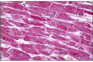 Human Heart: Formalin-Fixed, Paraffin-Embedded (FFPE) (COX7A2 antibody  (N-Term))