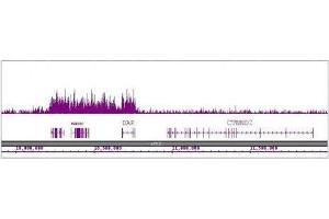 Histone H4K16ac antibody (pAb) tested by ChIP-Seq. (Histone H4 antibody  (acLys16))