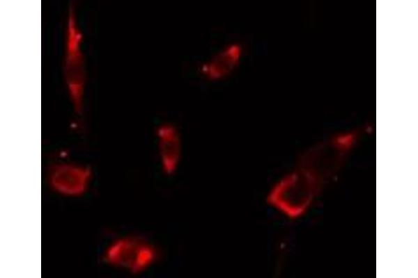 VPS26B antibody  (Internal Region)