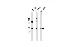 ASB17 antibody  (C-Term)
