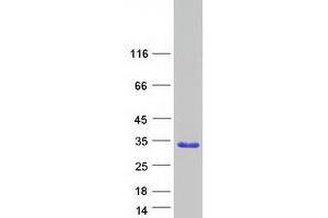 Validation with Western Blot (FAM89B Protein (Transcript Variant 1) (Myc-DYKDDDDK Tag))