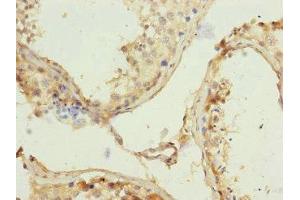 Immunohistochemistry of paraffin-embedded human testis tissue using ABIN7159199 at dilution of 1:100 (REC8 antibody  (AA 1-270))