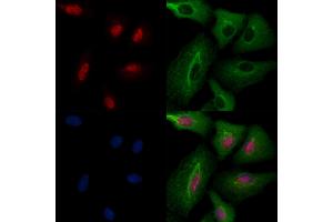 ABIN6258007 and ABIN6274267 staining  cells by IF/ICC. (CLK2 antibody  (N-Term))