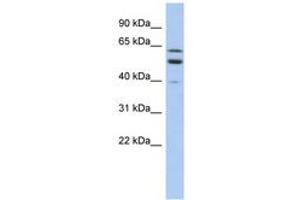 Image no. 1 for anti-Transmembrane and Coiled-Coil Domain Family 1 (TMCC1) (AA 431-480) antibody (ABIN6743328) (TMCC1 antibody  (AA 431-480))