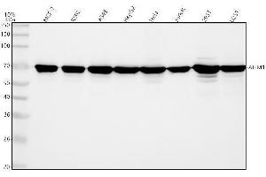 Western blot analysis of AIF using anti-AIF antibody (ABIN3043779).