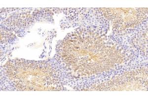 Detection of COX 2 in Mouse Testis Tissue using Polyclonal Antibody to Cyclooxygenase-2 (COX 2) (PTGS2 antibody  (AA 240-351))