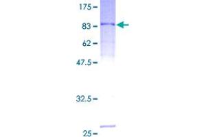 SERPING1 Protein (AA 1-500) (GST tag)
