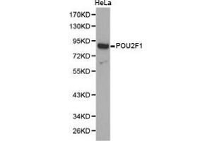Western Blotting (WB) image for anti-POU Domain, Class 2, Transcription Factor 1 (POU2F1) antibody (ABIN1874196) (POU2F1 antibody)