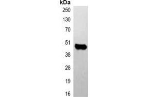 Immunoprecipitation (IP) image for anti-Caspase 9, Apoptosis-Related Cysteine Peptidase (CASP9) antibody (ABIN7305084)