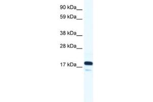 Western Blotting (WB) image for anti-RNA Polymerase II TBP-Associated Factor Subunit G (TAF9) antibody (ABIN2460983) (TAF9 antibody)