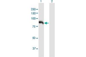 Western Blot analysis of HK3 expression in transfected 293T cell line by HK3 MaxPab polyclonal antibody. (HK3 antibody  (AA 1-923))