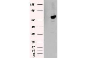 Image no. 3 for anti-Tubulin tyrosine Ligase-Like Family, Member 12 (TTLL12) antibody (ABIN1499035) (TTLL12 antibody)