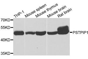 Western blot analysis of extracts of various cell lines, using PSTPIP1 antibody. (PSTPIP1 antibody  (AA 157-416))