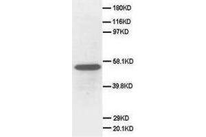 Image no. 2 for anti-Secretogranin III (SCG3) (C-Term) antibody (ABIN1492927) (SCG3 antibody  (C-Term))
