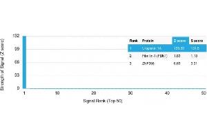 Analysis of Protein Array containing more than 19,000 full-length human proteins using Uroplakin 1A Mouse Monoclonal Antibody (UPK1A/2921) Z- and S- Score: The Z-score represents the strength of a signal that a monoclonal antibody (MAb) (in combination with a fluorescently-tagged anti-IgG secondary antibody) produces when binding to a particular protein on the HuProtTM array. (UPK1A antibody  (AA 114-173))