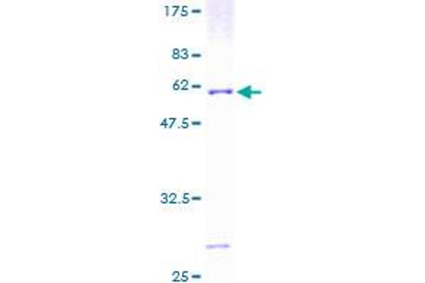 ATP6V1E1 Protein (AA 1-226) (GST tag)