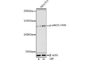 Western blot analysis of extracts of NIH/3T3 cells, using Phospho-eNOS-T495 antibody (ABIN6135215, ABIN6136066, ABIN6136067 and ABIN6225549) at 1:1000 dilution. (ENOS antibody  (pThr495))